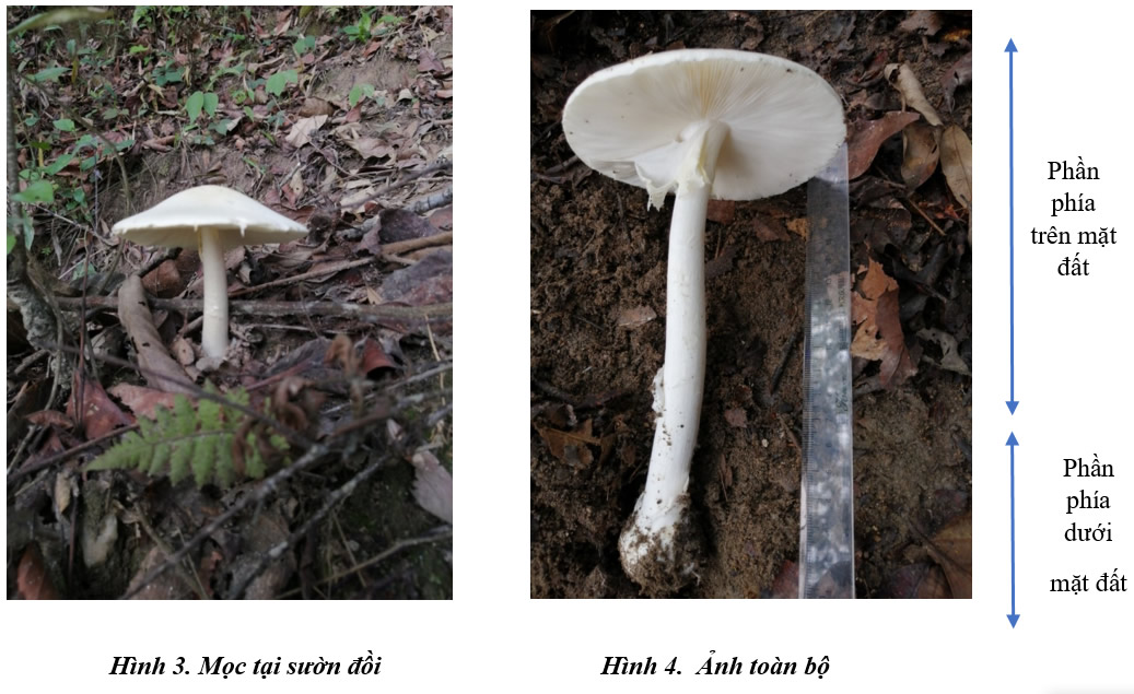 Định danh và phân tích độc chất của nấm rừng