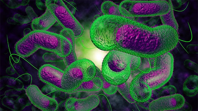 Hình ảnh vi khuẩn Vibrio dưới kính hiển vi.