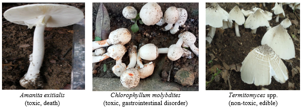 Toxic-and-non-toxic-mushrooms
