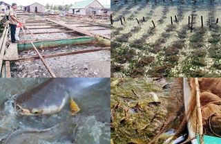 Chất cấm trong nuôi trồng thủy sản