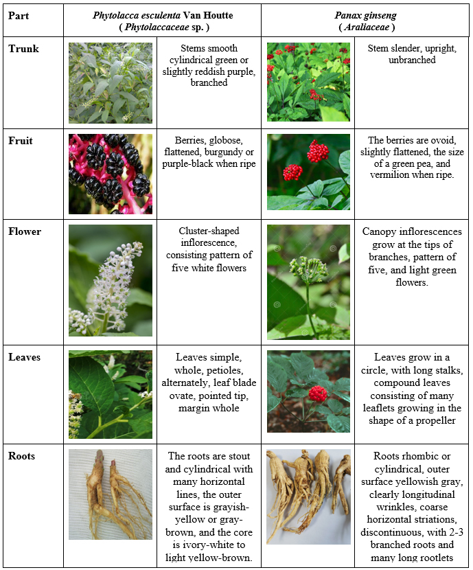 Phytolaccaceae-sp-is-easily-confused-with-Ginseng