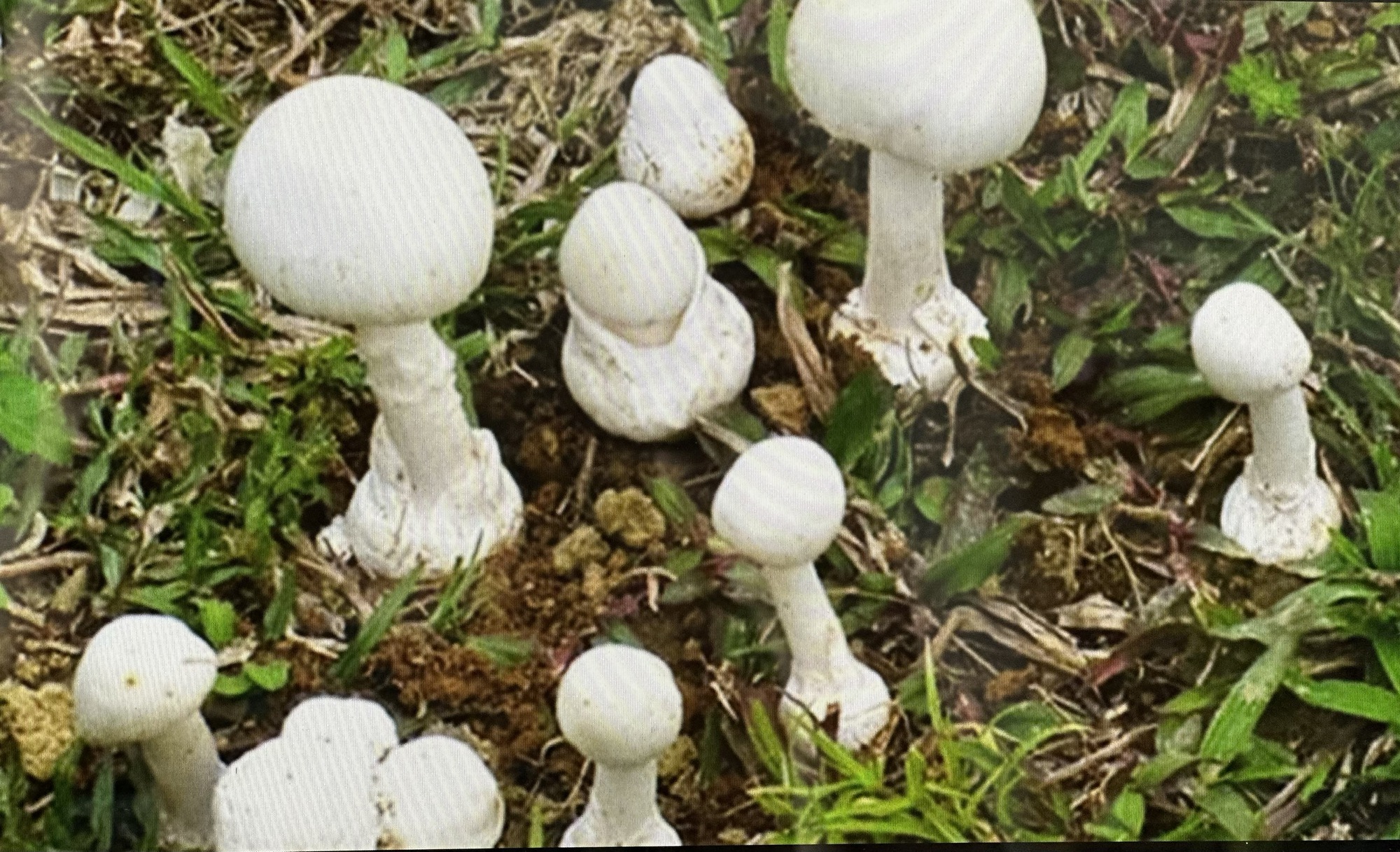 Cảnh giác với loại nấm mọc hoang trong vườn dễ lầm tưởng là nấm rơm - Ảnh 3