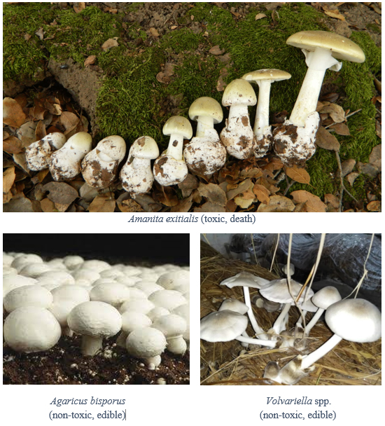 Pictures-of-some-poisonous-and-non-toxic-mushrooms