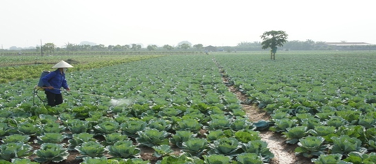 farmers-using-pesticides-on-crops