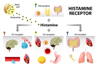 histamine-recognition-receptors-are-present-in-many-target-organs-in-the-body