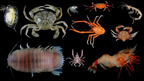 some-type-of-crustaceans