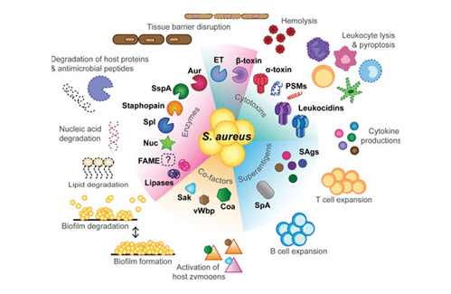 Foodborne Illness Caused by Staphylococcus aureus and Staphylococcal Toxins - A Potential Threat to the Community