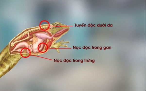 Ngộ độc do ăn thịt cóc và khuyến cáo từ chuyên gia- Ảnh 2.