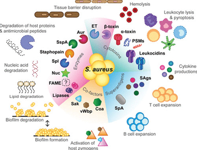 staphylococcus-aureus-secretes-a-variety-of-toxins-and-enzymes