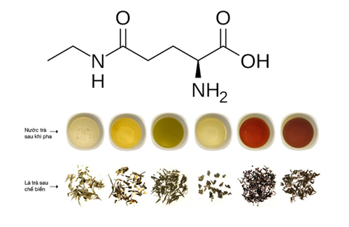 Theanine - thành phần dinh dưỡng quan trọng trong trà