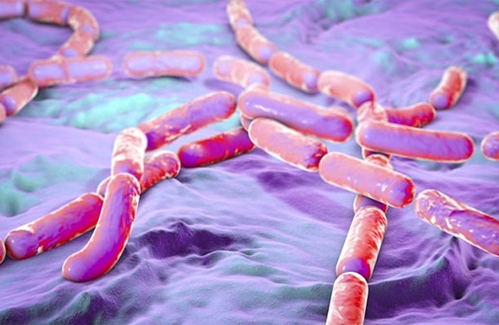 Bacillus cereus và ngộ độc thực phẩm