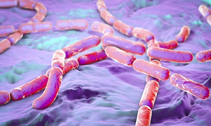 minh-hoa-hinh-thai-vi-khuan-bacillus-cereus