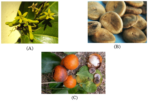 part-of-strychnos-nux-vomica