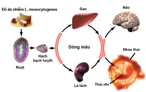 phuong-thuc-xam-nhap-cua-L-monocytogenes-vao-thai-nhi