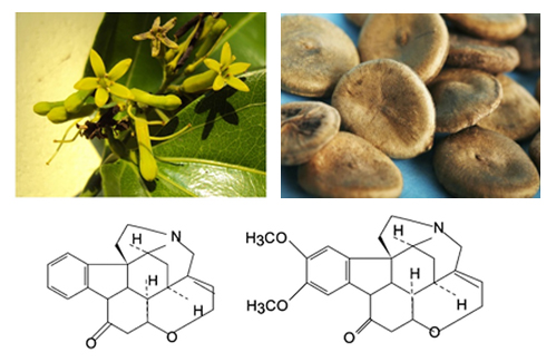 Prevention of Strychnos nux-vomica