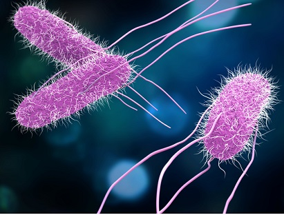 thuc-pham-nhiem-salmonella-nguy-hiem-nhu-the-nao