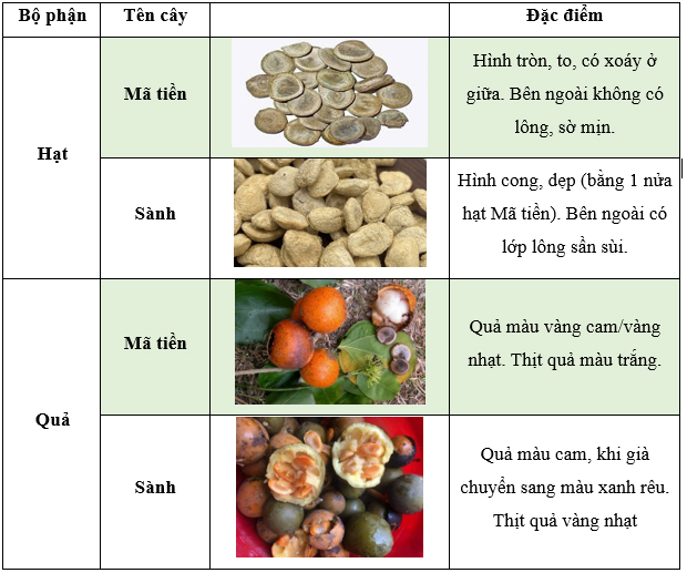 thuc-vat-de-nham-voi-cay-ma-tien