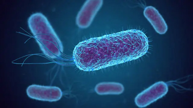 minh-hoa-hinh-thai-cua-escherichia-coli