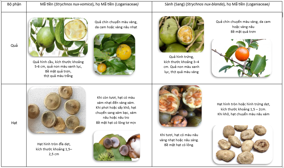 thuc-vat-de-nham-lan-voi-ma-tien