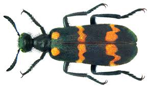 Images-of-blister-beetles