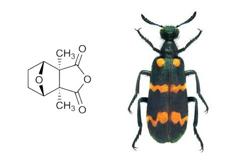 Prevention of blister beetle poisoning