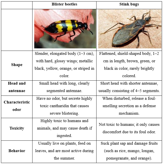 distinguishing-blister-beetles-from-stink-bugs