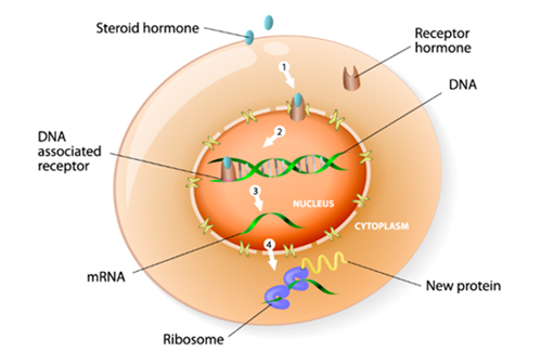 Hormone steroid trong thực phẩm – Chất kích thích tăng trưởng