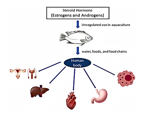 hormone-steroid-ton-du-trong-thit-ca