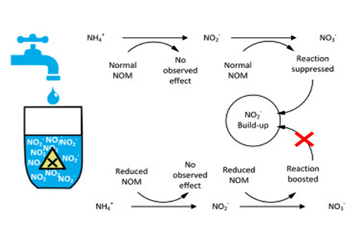 Formation-of-nitrite-in-water-sources