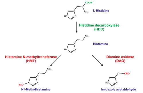 Phòng ngừa ngộ độc thực phẩm do Histamine